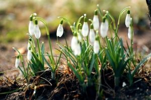 Schneeglöckchen Hintergrundbilder