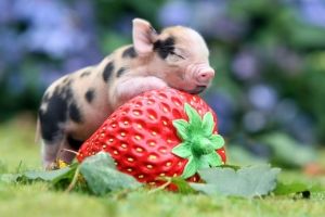 Schwein Hintergrundbilder