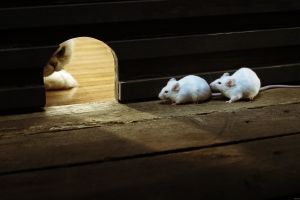 Maus Hintergrundbilder