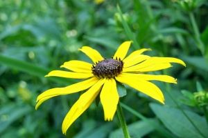 Hintergrundbilder der Natur und des Frühlings