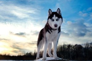 Sibirischer Husky Hintergrundbilder