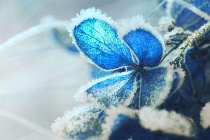 Frost Hintergrundbilder