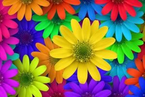 Bunte Blumen Hintergrundbilder