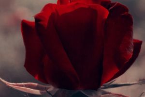 Rote Rosen Hintergrundbilder
