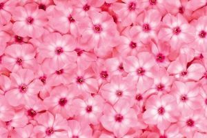 Pinke Hintergrundbilder