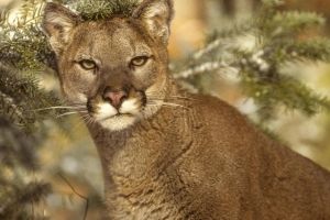 Frühlinghafte Tiere Hintergrundbilder