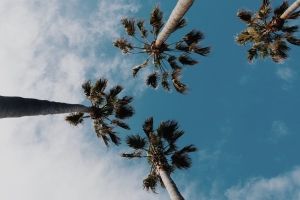 Palmen Hintergrundbilder