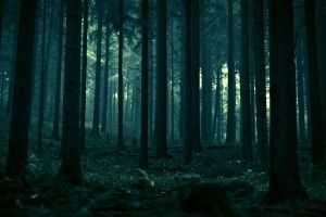 Dunkler Wald Hintergrundbilder