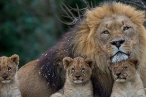 Familie Hintergrundbilder