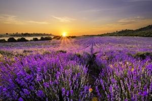 Lavendel Hintergrundbilder