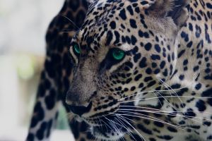 Leopard Hintergrundbilder