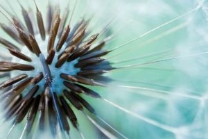 Pusteblume Hintergrundbilder