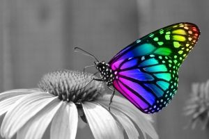 Schmetterling Hintergrundbilder