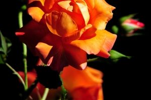 Hintergrundbilder HD für Smartphone