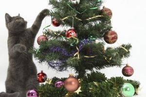 Hintergrundbilder mit Weihnachten und Tiere
