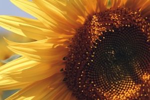 Sonnenblumen Hintergrundbilder