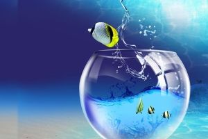 Fische Hintergrundbilder