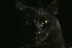 Schwarze Katze Hintergrundbilder