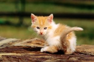 Tierbabys Hintergrundbilder