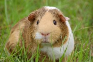 Meerschweinchen Hintergrundbilder