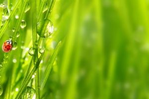 Gras Hintergrundbilder