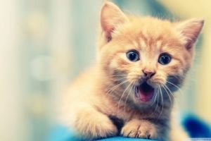 Best Wallpapers