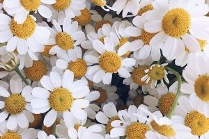 Gänseblümchen Hintergrundbilder