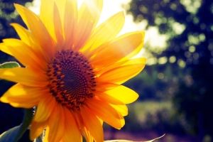 Sonnenblume Hintergrundbilder