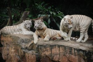 Tiger Hintergrundbilder