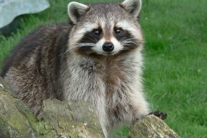 Waschbär Hintergrundbilder