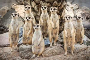 Erdmännchen Hintergrundbilder