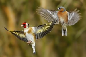 Fliegende Vögel Hintergrundbilder