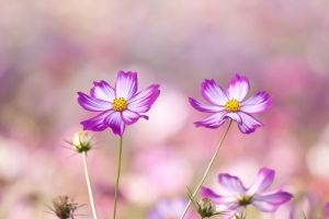 Blumen Hintergrundbilder HD 1920x1080