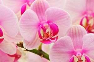 Orchideen Hintergrundbilder