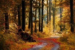 Herbstliche Landschaft Hintergrundbilder HD