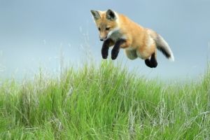 Fuchs Hintergrundbilder