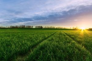Wiese Hintergrundbilder