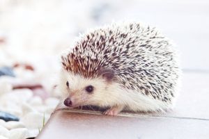Igel Hintergrundbilder