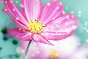Pinke Hintergrundbilder HD fürs Handy