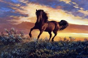 Pferd Hintergrundbilder