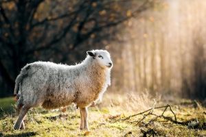 Schaf Hintergrundbilder