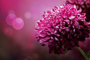 Lila Blumen schöne Hintergrundbilder