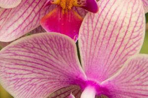 Schöne Hintergrundbilder der Blumen fürs Handy