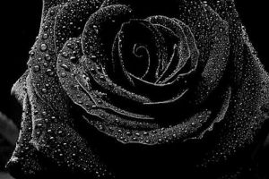 Schwarze Rose Hintergrundbilder