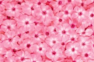 Hintergrundbilder Blumen