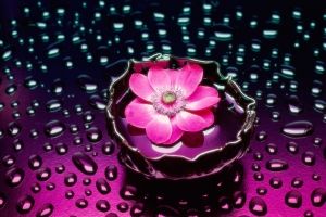 Kostenlose Blumen Hintergrundbilder
