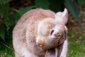 Hase Hintergrundbilder