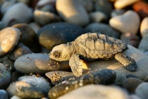 Schildkröte Hintergrundbilder