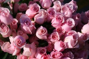 Rosa Blumen Hintergrundbilder