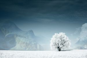 Snow Wallpapers